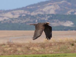 Diurnal raptors of Extremadura