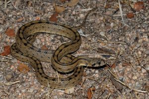 Reptiles of Extremadura