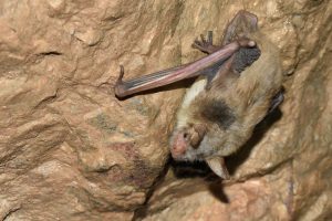 Bats of Extremadura