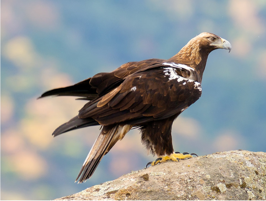Aguila imperial Aquila adalberti