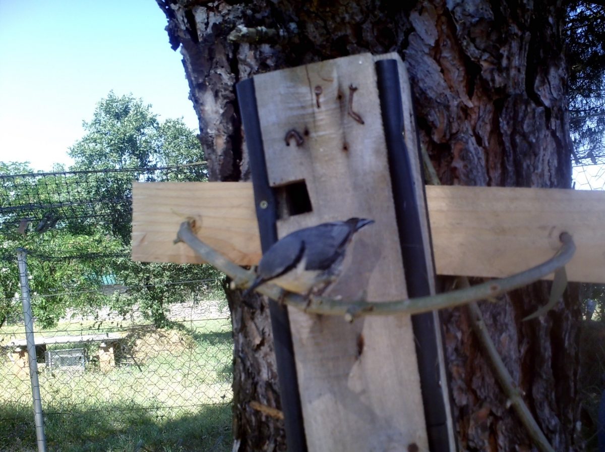 Helping insectivorous birds (nest boxes)